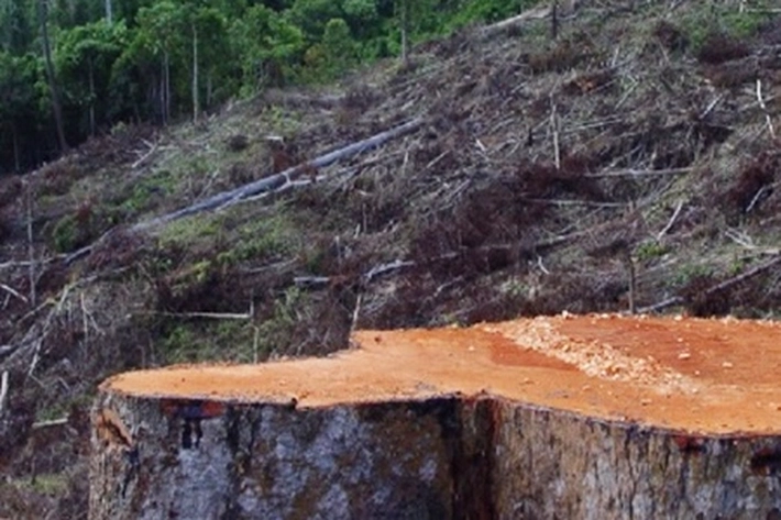 Peneliti Nilai Pemulihan Hutan Tropis Hanya Mampu Kurangi Seperempat Emisi Karbon Setiap Tahun