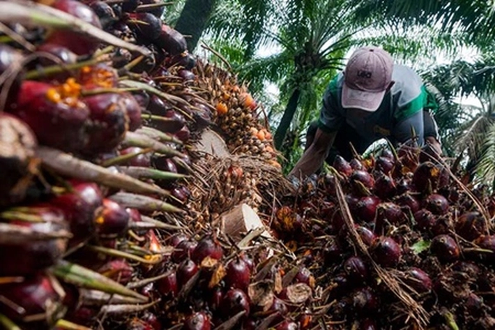 Otoritas Jasa Keuangan Dorong Peningkatan Pendanaan Bagi Petani Sawit, 'untuk Tingkatkan Kualitas dan Harga yang Dihasilkan'