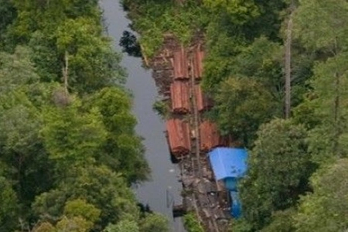Laju Deforestasi Hutan Giam Siak Kecil Lebih Cepat Terjadi, Aktivis Ganda Mora: 'Jauh Mengalahkan Kecepatan Pertumbuhan Ulang Maupun Pemulihan Hutan'