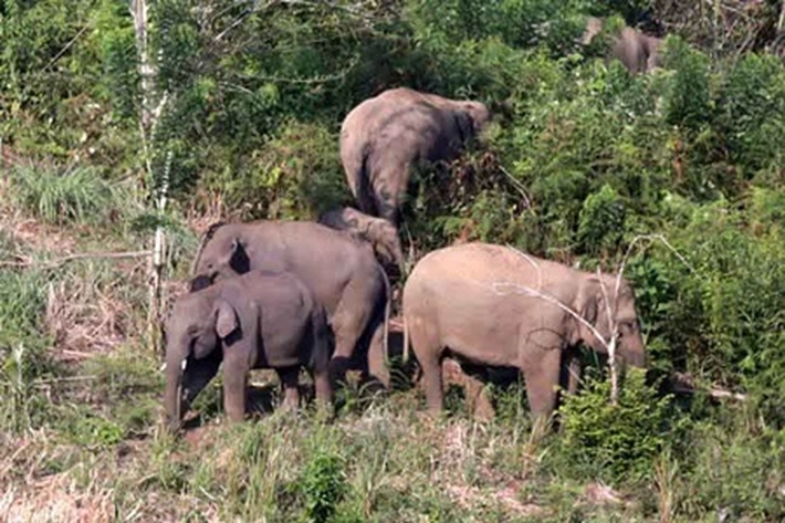 Balai TN Tesso Nilo dan BBKSDA Riau Terus Lakukan Penanganan Konflik Gajah, 'Walaupun Masih Hadapi Beberapa Kendala Dilapangan'