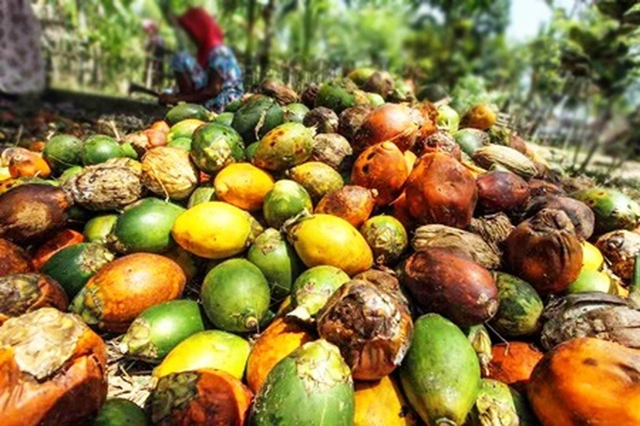 Sejak Akhir Tahun 2022 Hingga Awal 2023 Petani Keluhkan Harga Pinang Merosot, 'jauh Rontok Sampai 70 Persen'