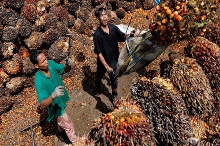 Kementerian BUMN Berencana Bentuk Palm Co, Prof Didin S. Damanhuri: untuk Menguntungkan Perusahaan dan Industri Sawit