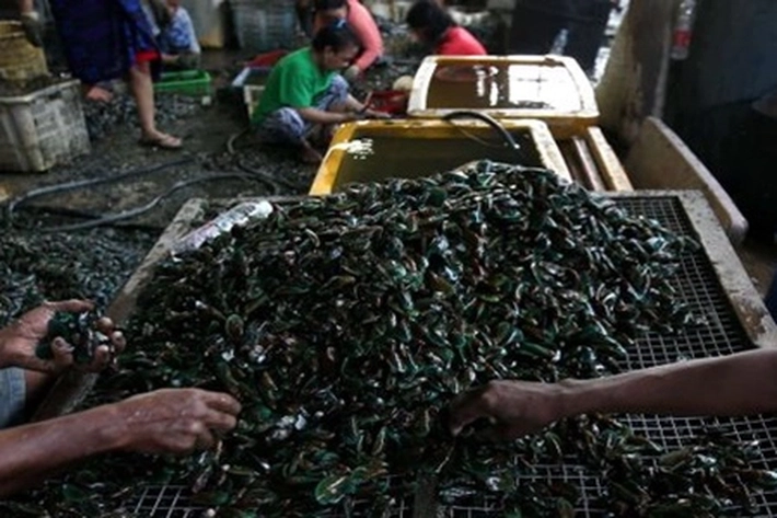 Kerang Hijau Berbahaya untuk Dikonsumsi, 'yang Sudah Tercemar pada Titik Mengkhawatirkan'