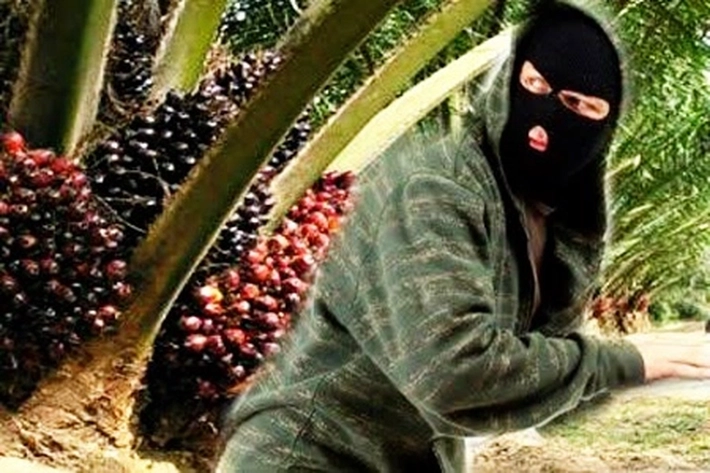 Petani di KUD Bina Sejahtera Alami Kerugian Besar, 'karena Ulah Ninja Sawit yang Menjarah Secara Brutal'