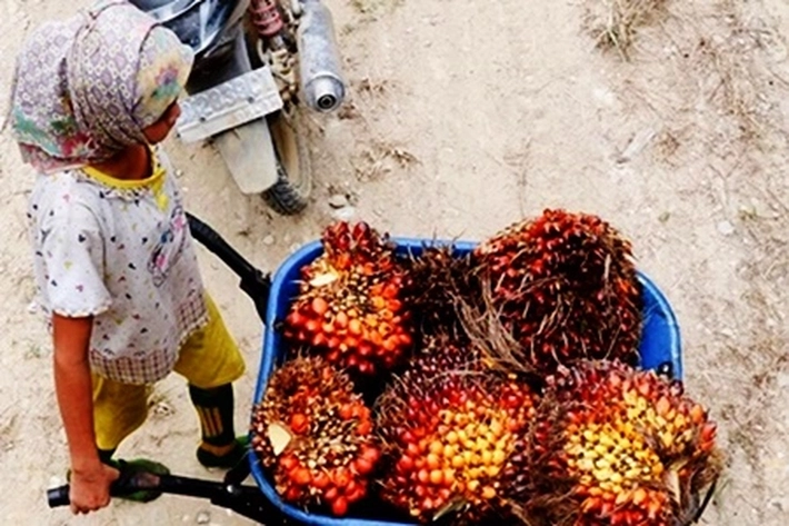 Noda Hitam Industri Kelapa Sawit, 'dari Soal Pekerjakan Anak Hingga Melestarikan Kemiskinan Petani'