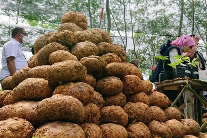 Tanaman Porang Asal Riau Bisa jadi Bahan Pangan Hingga Bahan Baku Industri, 'yang Sudah Diekspor ke Pasar Cina'