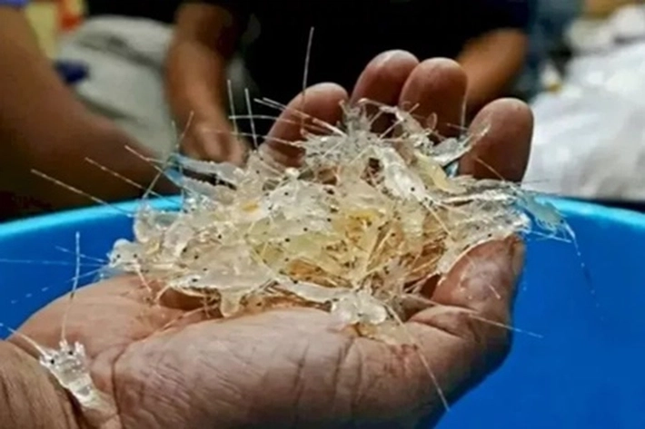 Polisi Gagalkan Pengiriman 408 Ribu Benih Lobster di Pelabuhan Inhil yang Ingin Dikirim ke Vietnam