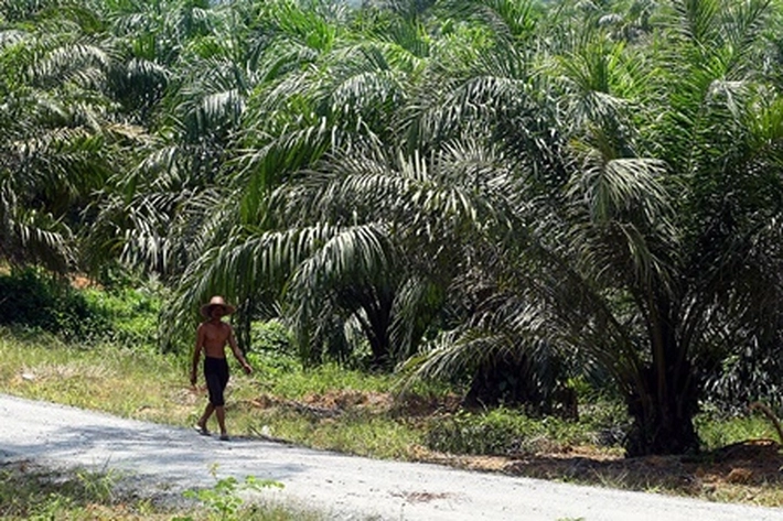 Kelapa Sawit Usaha yang Menjanjikan, 'juga Memiliki Aset Paling Bernilai di Perkebunan'