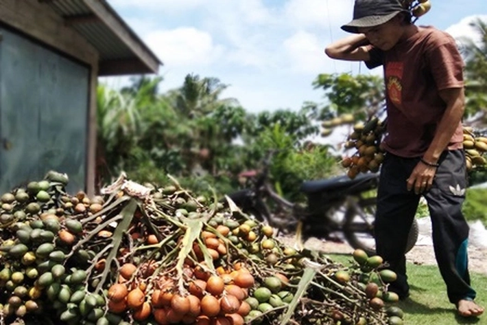 Petani Sumringah Harga Pinang Kering Kembali Bergairah, 'Buat Dapur Bisa Berasap Lagi'