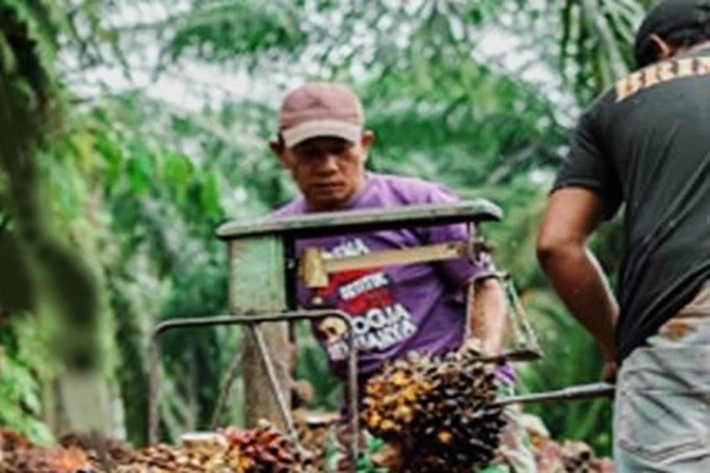 Harga TBS di Riau Kembali Rontok, 'yang Bisa Timbulkan Gejolak di Petani'