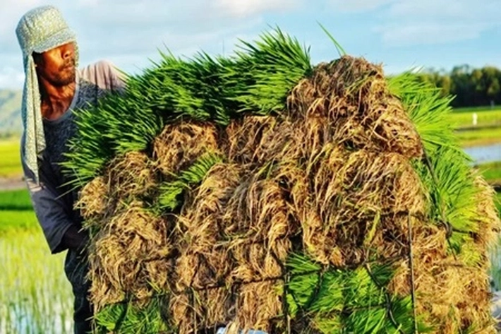 Petani Sebut 'Panas Luar Biasa', Apakah Indonesia Terkena Gelombang Panas yang Lebih Intens?