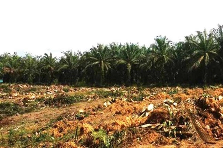 Program Peremajaan Sawit Rakyat Terus Dilakukan di 10 Kabupaten/Kota, Legislatif: Harus Merata Bagi Seluruh Petani Sawit