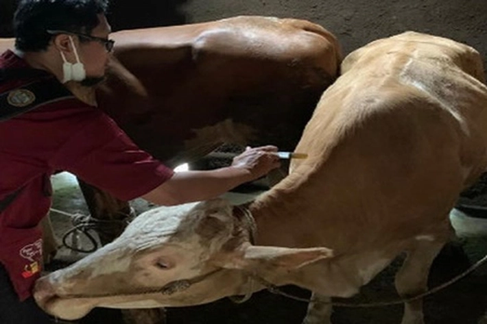 Jelang Idul Adha Pedagang Hewan Kurban Lakukan Sejumlah Persiapan, Dinas PKH Riau: Sapi Sudah Dicek dan Suntik Vitamin