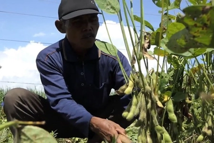 Mentan Gencarkan Tanam Kedelai di Daerah-daerah, 'untuk Mengurangi Ketergantungan Impor'