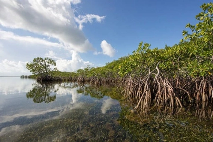 PHR Terus Jaga dan Lestarikan Hutan dan Kawasan Mangrove di Wilayah Pesisir Riau 