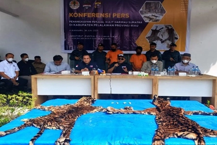 Gakkum KLHK Menangkap 3 Pelaku Perdagangan Kulit Harimau 