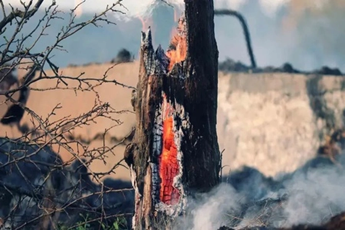 Sejumlah Perusahaan Sawit Terlibat Kebakaran Hutan Lolos dari Sanksi Serius