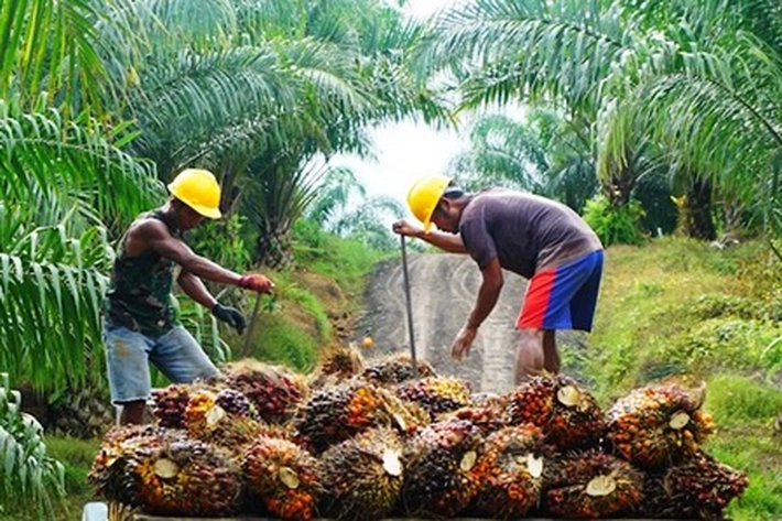 Holding BUMN Perkebunan Bentuk Perusahaan Khusus untuk Kelola Bisnis Kelapa Sawit