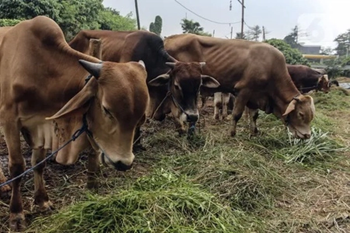 Jelang Idul Adha 1444 H, Pemko Pekanbaru Sudah Kumpulkan 23 Ekor Sapi Kurban