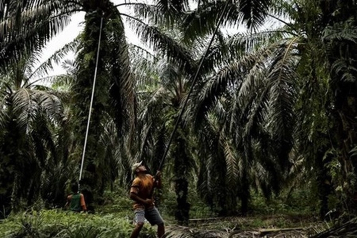 Pemerintah Diingatkan Tidak 'Setengah Hati' Soal Kewajiban Perusahaan, 'untuk Menerapkan Penyediaan Skema Plasma'
