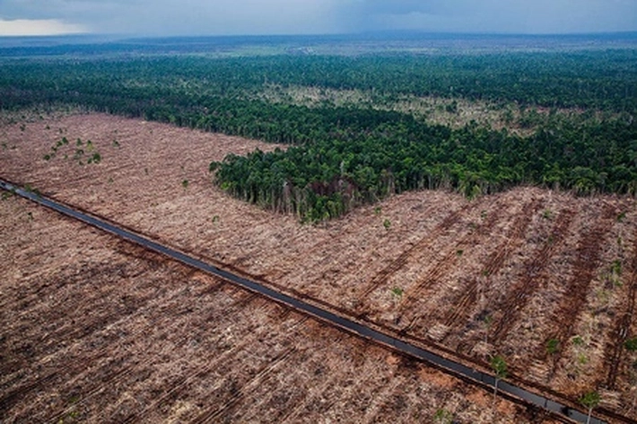 Selama Bertahun-tahun, Wilmar dan Gama Bekerja Sama Melakukan Pekerjaan Kotor, 'Menghancurkan Hutan Seluas Dua Kali Lipat Ukuran Kota Paris'