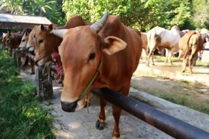 Pemko Pekanbaru dapat Tambahan Sapi dari Taspen yang Jadi 30 Ekor Hewan Kurban