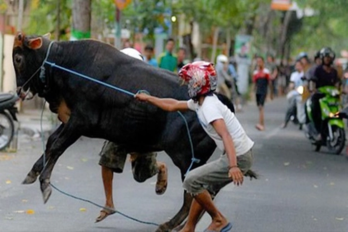 Sapi Kurban Kabur Berlarian di Jalan Raya, 'Buat Warga Ikut Panik'