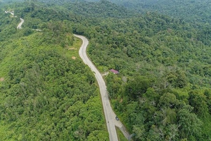 Ratusan Ribu Hektare Hutan Dilepas untuk Sawit, Koalisi Aktivis: 'Hanya Menguntungkan Korporasi'