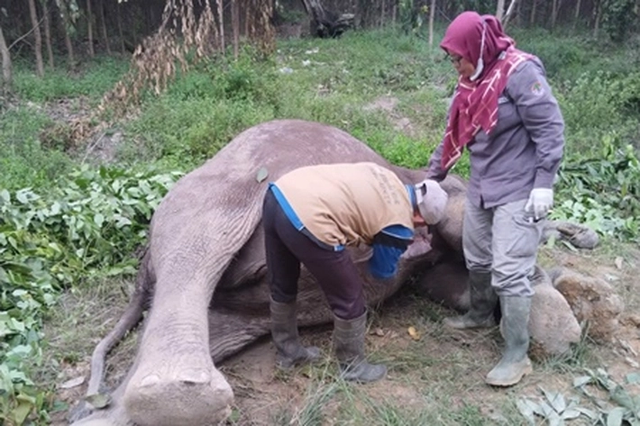 Gajah Berusia 10 Tahun Ditemukan Mati yang Diduga karena Diracun