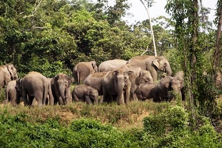 Sudah Seminggu Terakhir Kawanan Gajah Hancurkan Rumah Warga, 'karena Tidak Dihabitatkan, Hewan Mamalia jadi Kelaparan' 