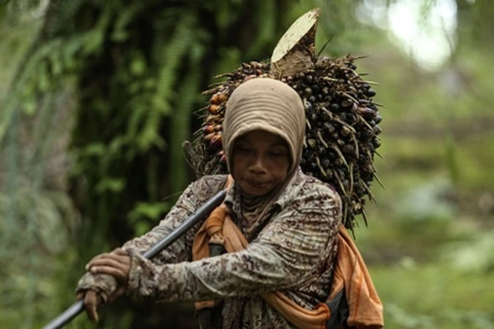 Petani Sawit Jadi Perhatian Bupati Zukri, 'Tapi Harga Buah Murah Gara-gara Jalan Rusak'