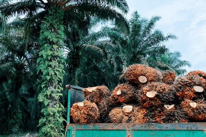 Riau Diharap Jadi Percontohan Dunia, 'dalam Tata Kelola Sawit' 
