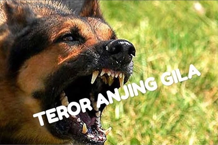 Seorang Warga Inhil Digigit Anjing Rabies, 'Tapi Nyawanya Tidak Terselamatkan'