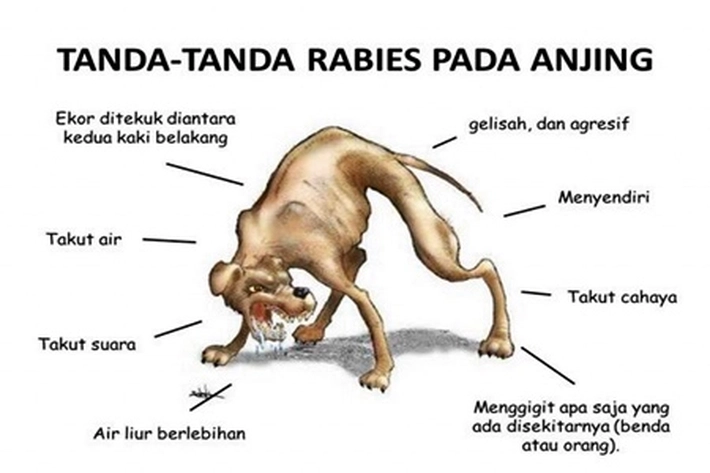 Diskes Pekanbaru Catat 6 Orang Digigit Anjing Gila, 'Tapi Tidak ada yang Terjangkit Positif Rabies'