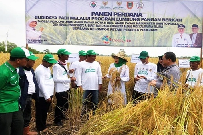 Petani Program Lumbung Pangan Baznas di Desa Anjir Pasar Kota Panen Perdana Padi Organik