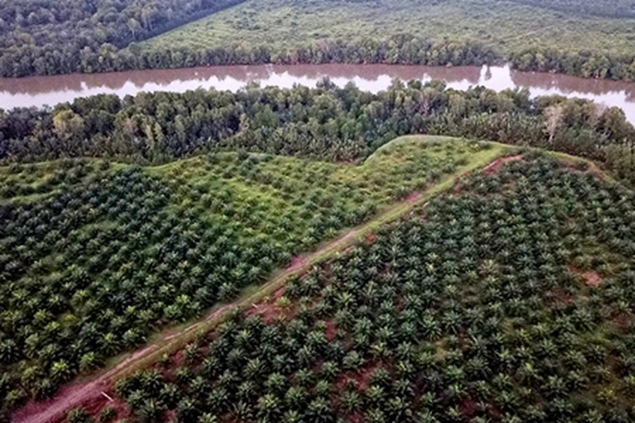 Kebun Sawit di Riau Masih Gelapkan Pajak, ICI: 'Mirip Seperti Perusahaan Suar Sair, Mau Untung Tapi tak Mau Rugi'