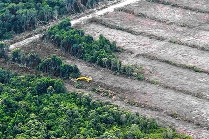 Sejumlah Langkah Persiapan Tangkal Kekeringan Mulai Dilakukan, 'untuk Jaga Sawit dari Terjangan El Nino'