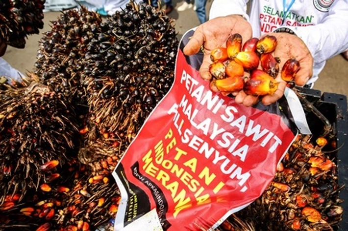 Sawit Indonesia Tembus Regulasi Eropa EUDR, 'Walaupun Pasar Ekspornya Sempat Ternoda'