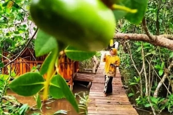Wisata Hutan Mangrove Okura Masih Terasa Walau Dipinggiran Kota