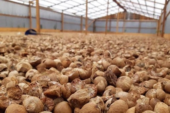 Disbun Riau Catat Pekan Ini Harga Pinang Jatuh jadi Rp5.600/Kg