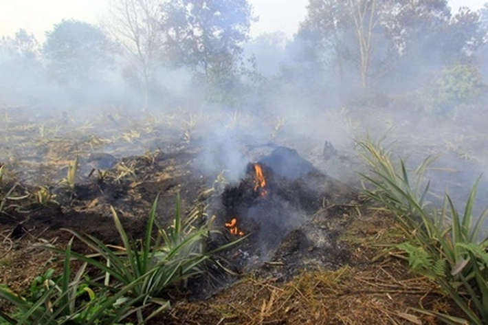 Riau Panas Terik dan Masih Banyak Menyisakan Hotspot, 'yang Buat Suhu Udara Bisa Capai 34 Derajat Celcius'