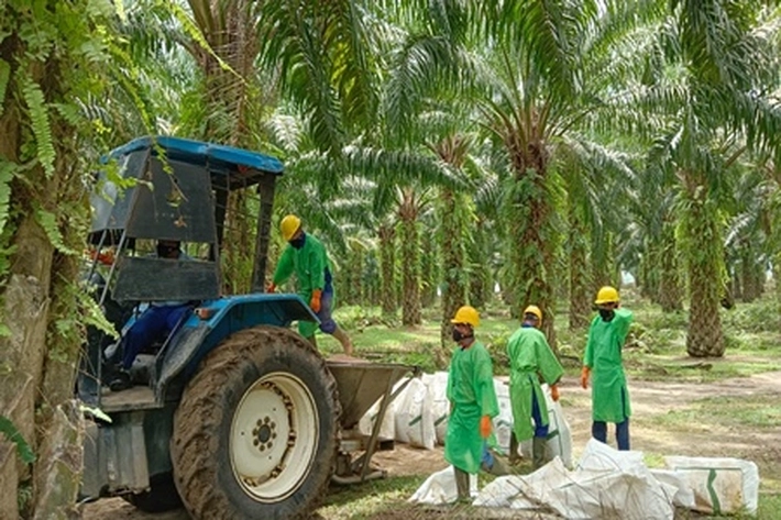 PT BWM Percepat Program PSR yang Dihadiri Dirjen Perkebunan Kementan dan GAPKI