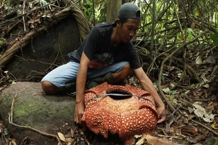 Rafflesia Dikenal Sebagai Bunga Bangkai Terancam Punah di Asia Tenggara