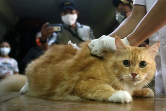 Distankan akan Gelar Vaksinasi Massal untuk Cegah Rabies Hewan Peliharaan