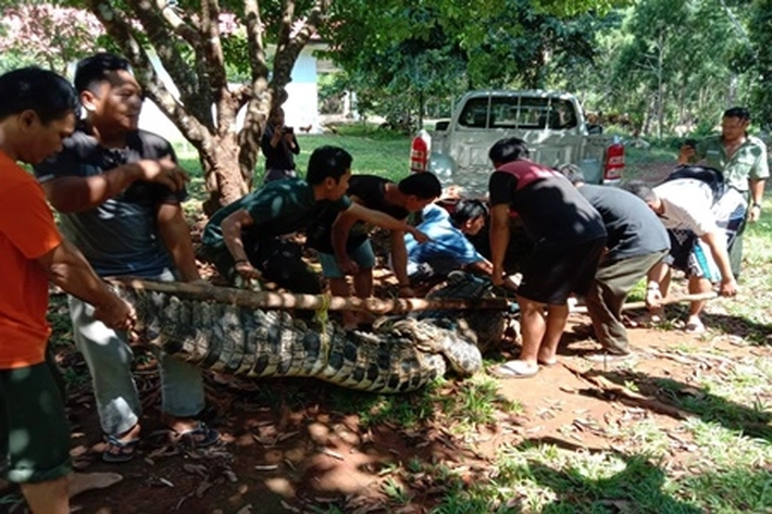 Konflik Buaya dan Manusia Terparah di Dunia, 'Ratusan Orang Sudah Kehilangan Nyawa'