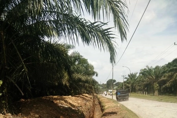 Pemkot Pekanbaru Bebaskan 1.500 Ha Lahan untuk Sawit, 'untuk Pembangunan Industri Hilir CPO