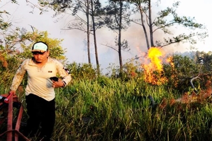 Akademisi, Aktivis: Rencana Pemerintah Ganti Peraturan Moratorium Sawit dengan UU Cipta Kerja akan Mengancam Kelangsungan Hutan