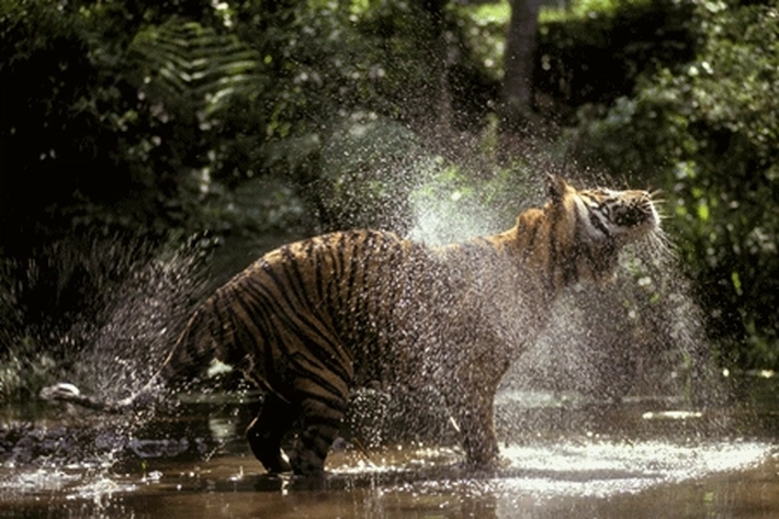 BKSDA Riau Membenarkan Soal Kemunculan Harimau Sumatera, 'yang Sudah Terkam Sapi Warga'