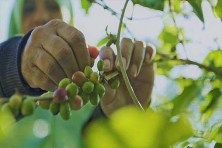 Kopi Arabika Berkualitas Tinggi Semakin Sulit Didapatkan, 'Seiring Timbulnya Perubahan iklim di Indonesia'