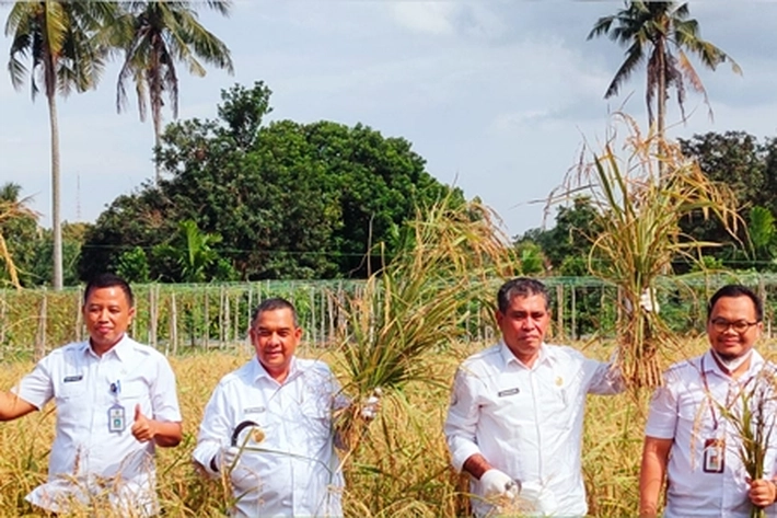Plt Gubri Edy Natar Nasution Ambil Tindakan Tegas Atasi Harga Pangan, 'dengan Tingkatkan Produksi Padi Melalui Gerakan Daerah'